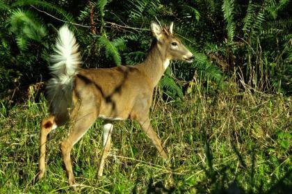 A Columbian white-tailed deer is pictured in this photo from the Washington State Department of Fish and Wildlife.